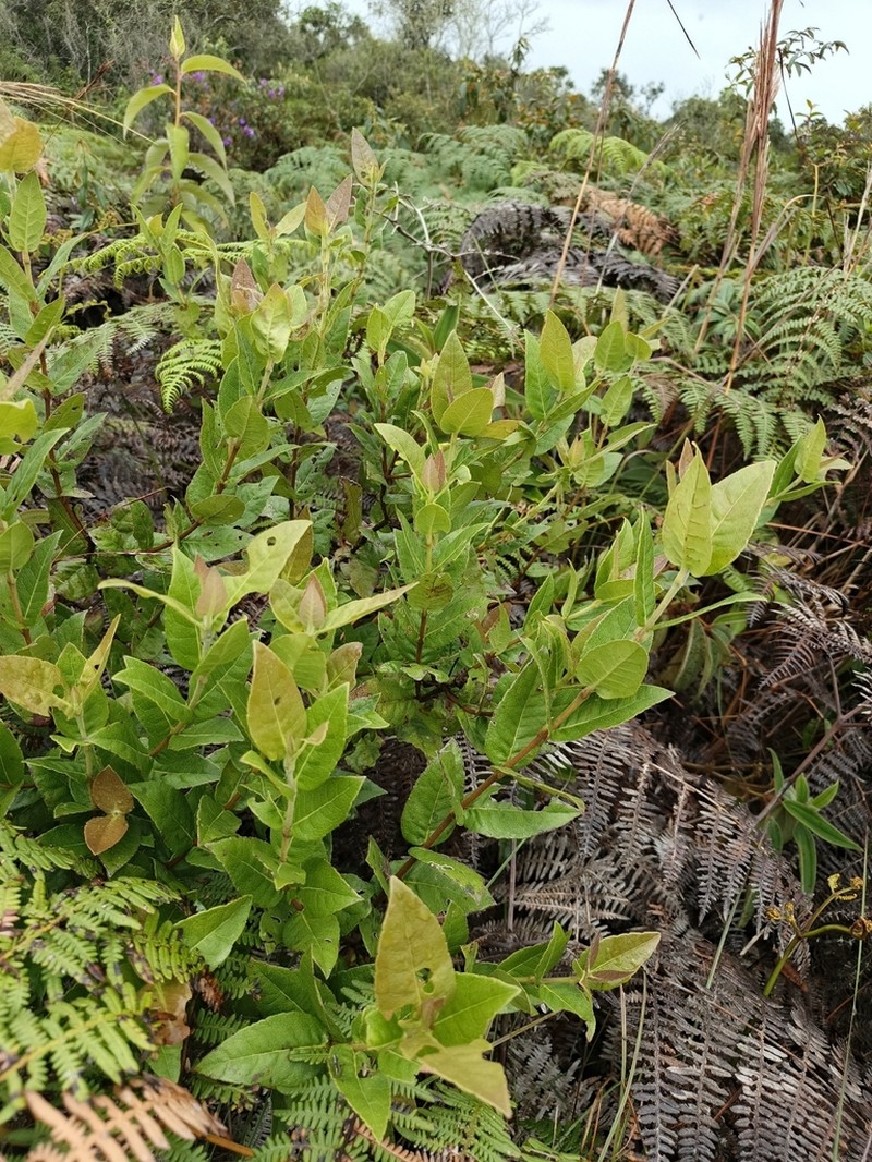 Calea coriacea