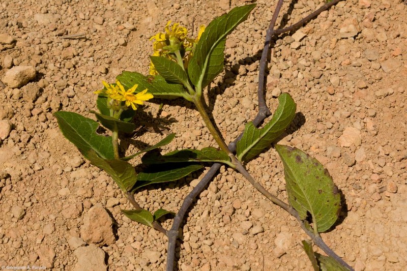 Calea coriacea photo 2