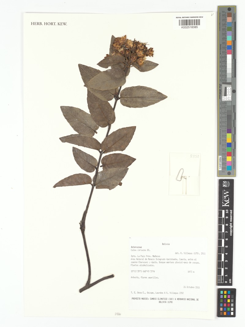 Calea coriacea photo 3