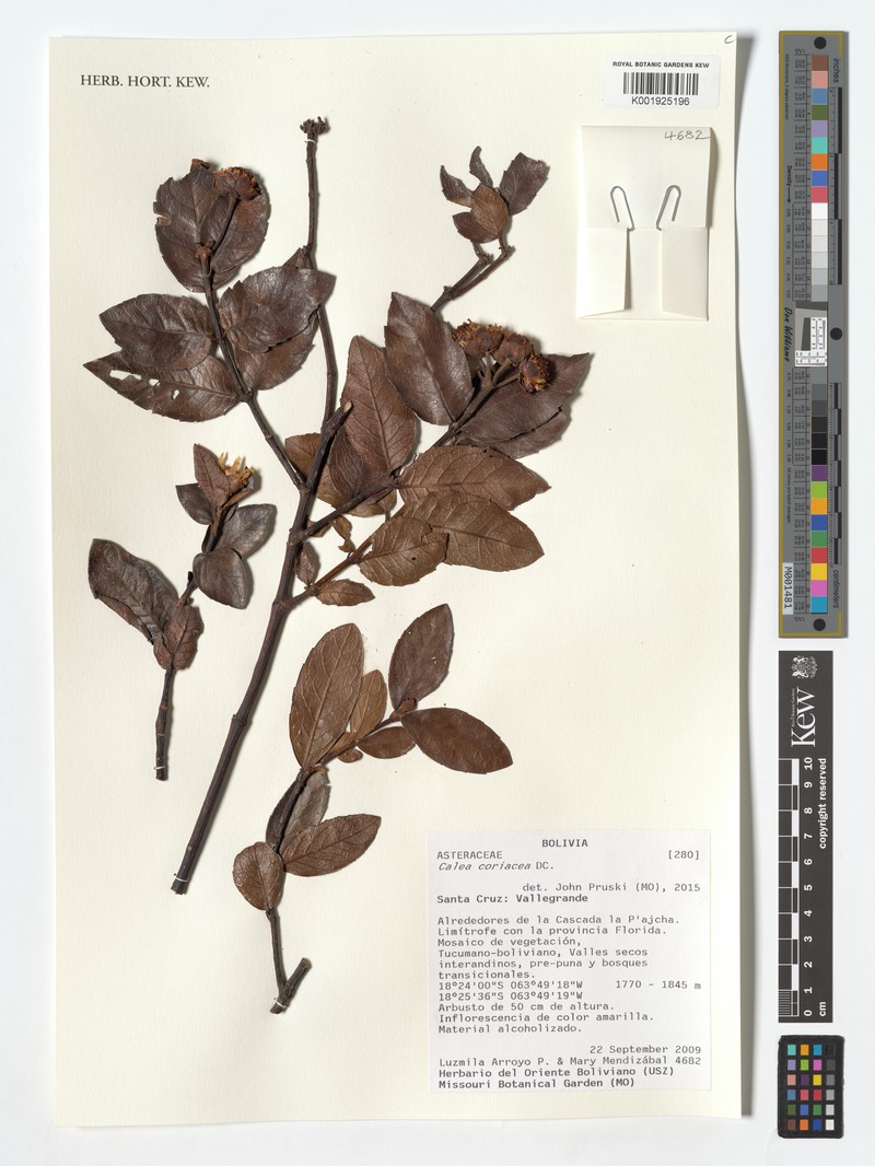 Calea coriacea photo 4