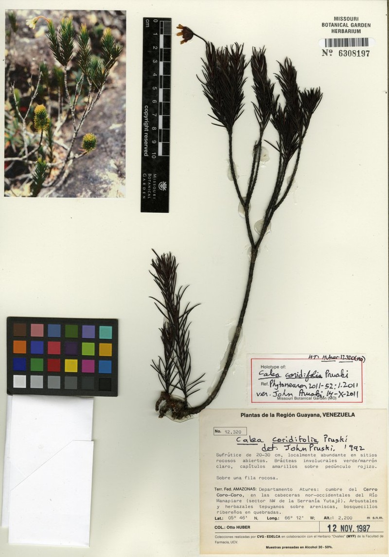 Calea coridifolia