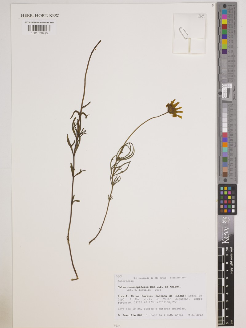 Calea coronopifolia