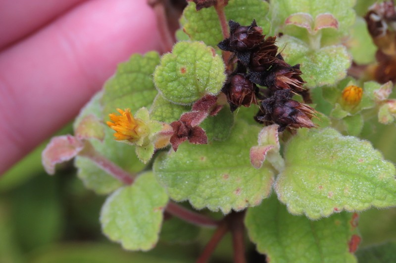 Calea crassifolia