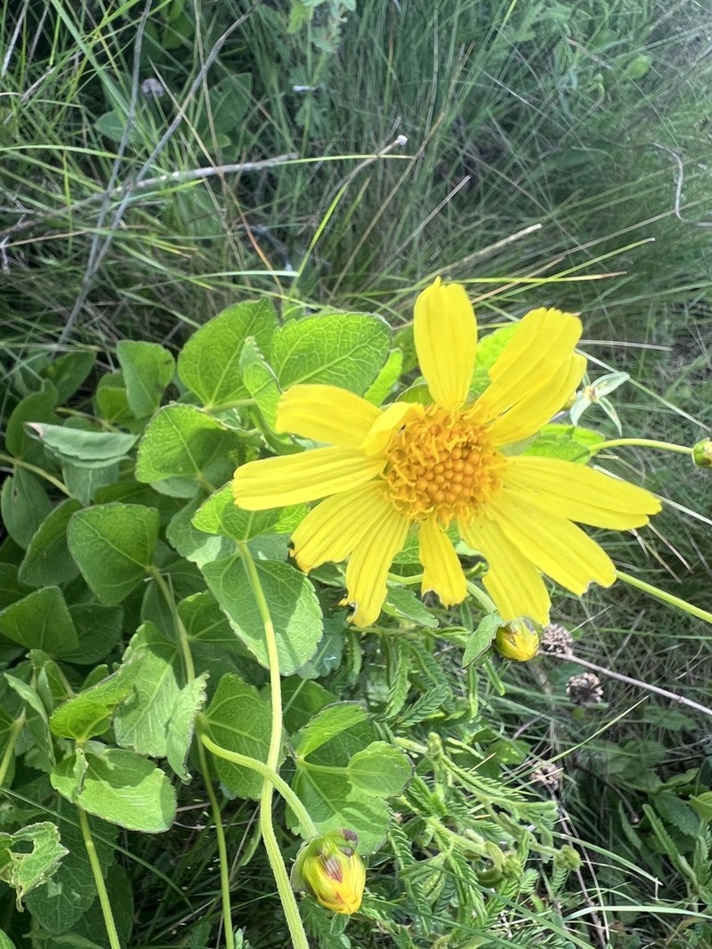 Calea cuneifolia