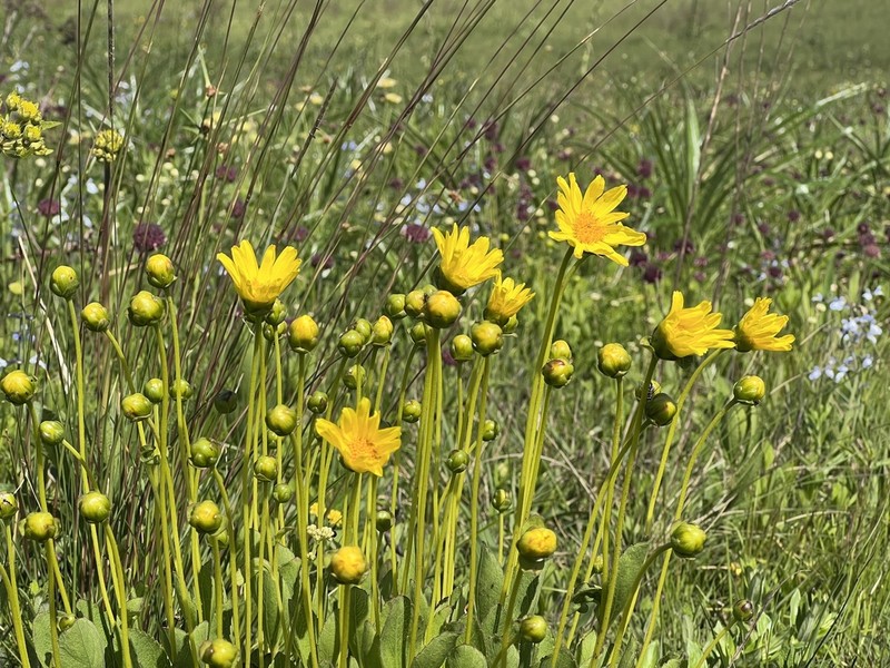Calea cuneifolia photo 2