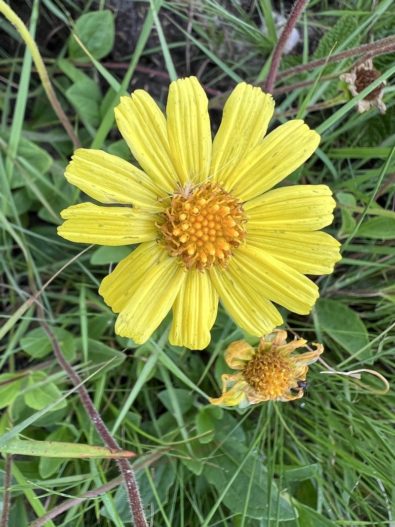 Calea cuneifolia photo 3