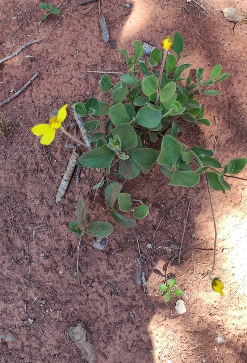 Calea cuneifolia photo 5