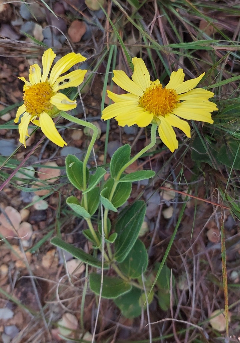 Calea cuneifolia photo 7
