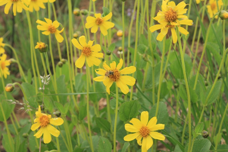 Calea cuneifolia photo 8