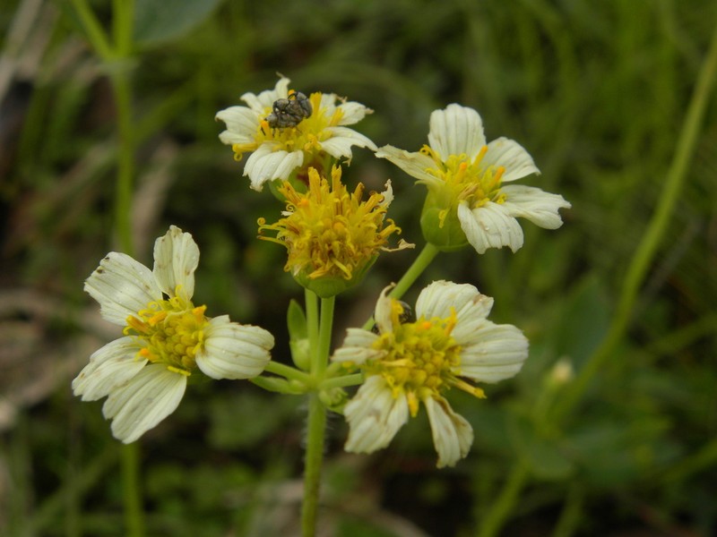Calea cymosa