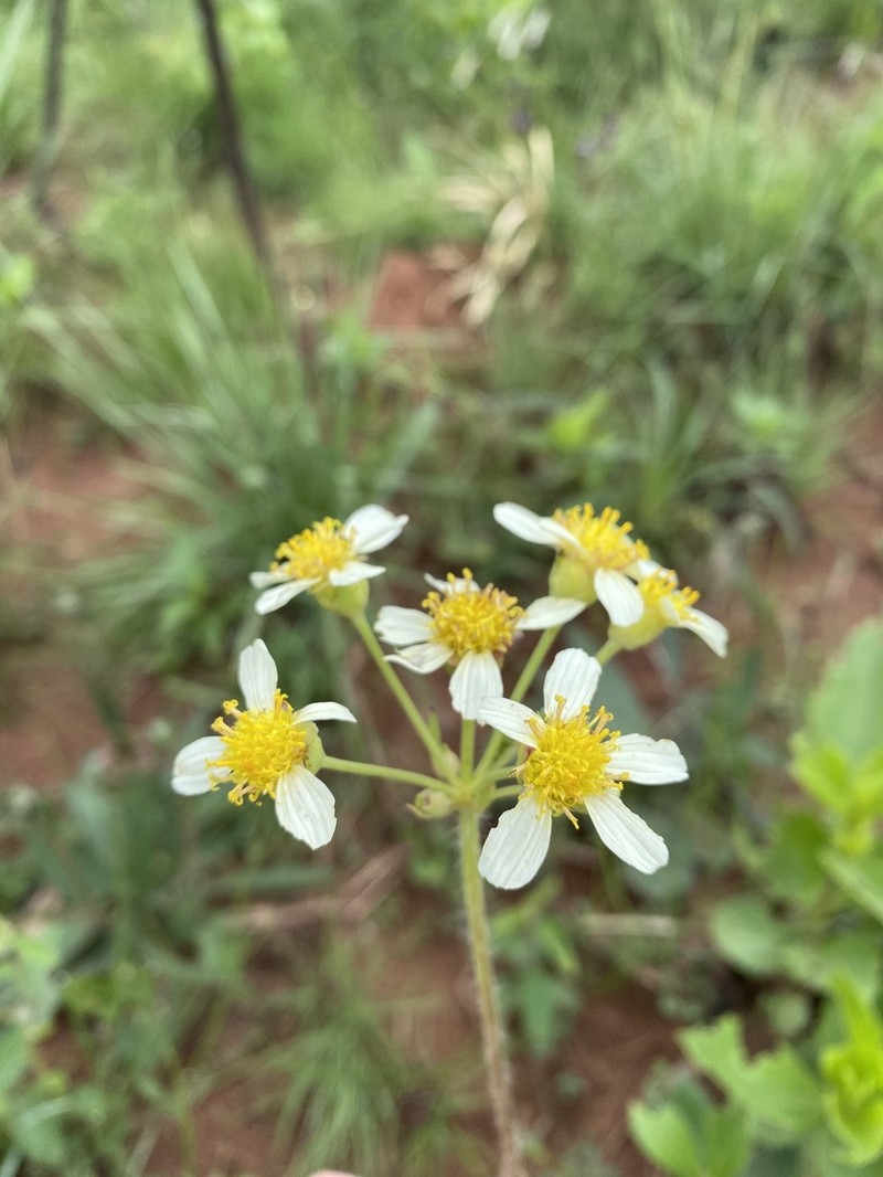 Calea cymosa photo 3