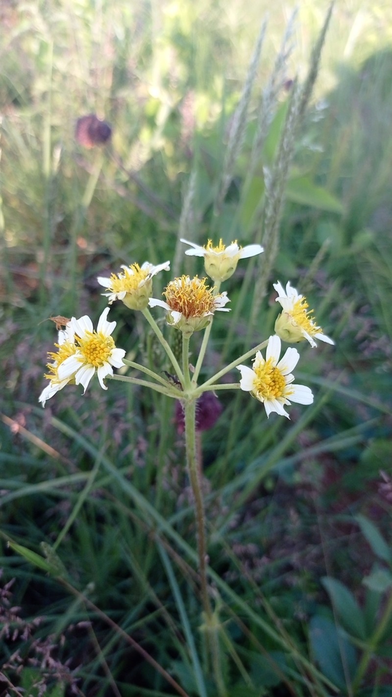Calea cymosa photo 4
