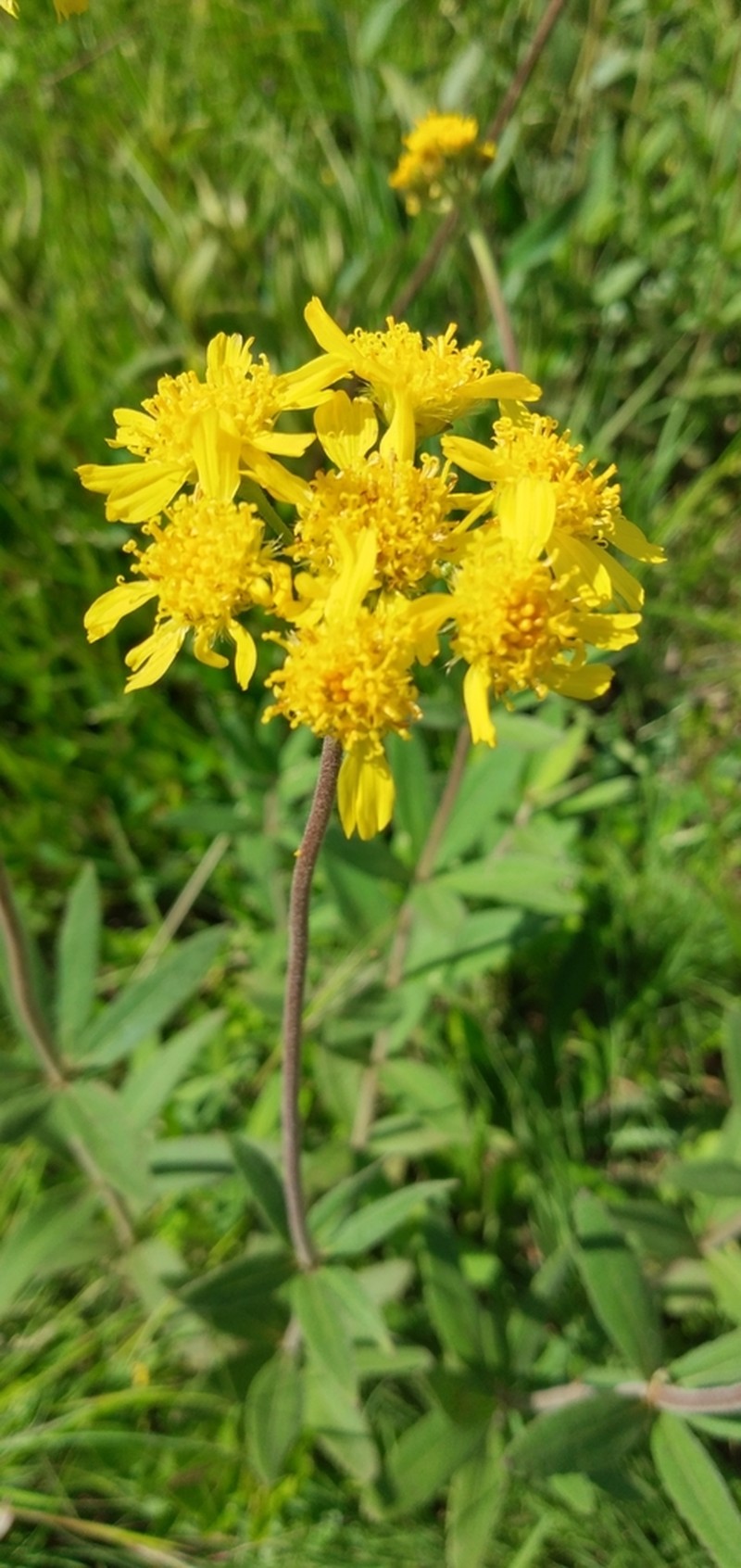 Calea cymosa photo 8