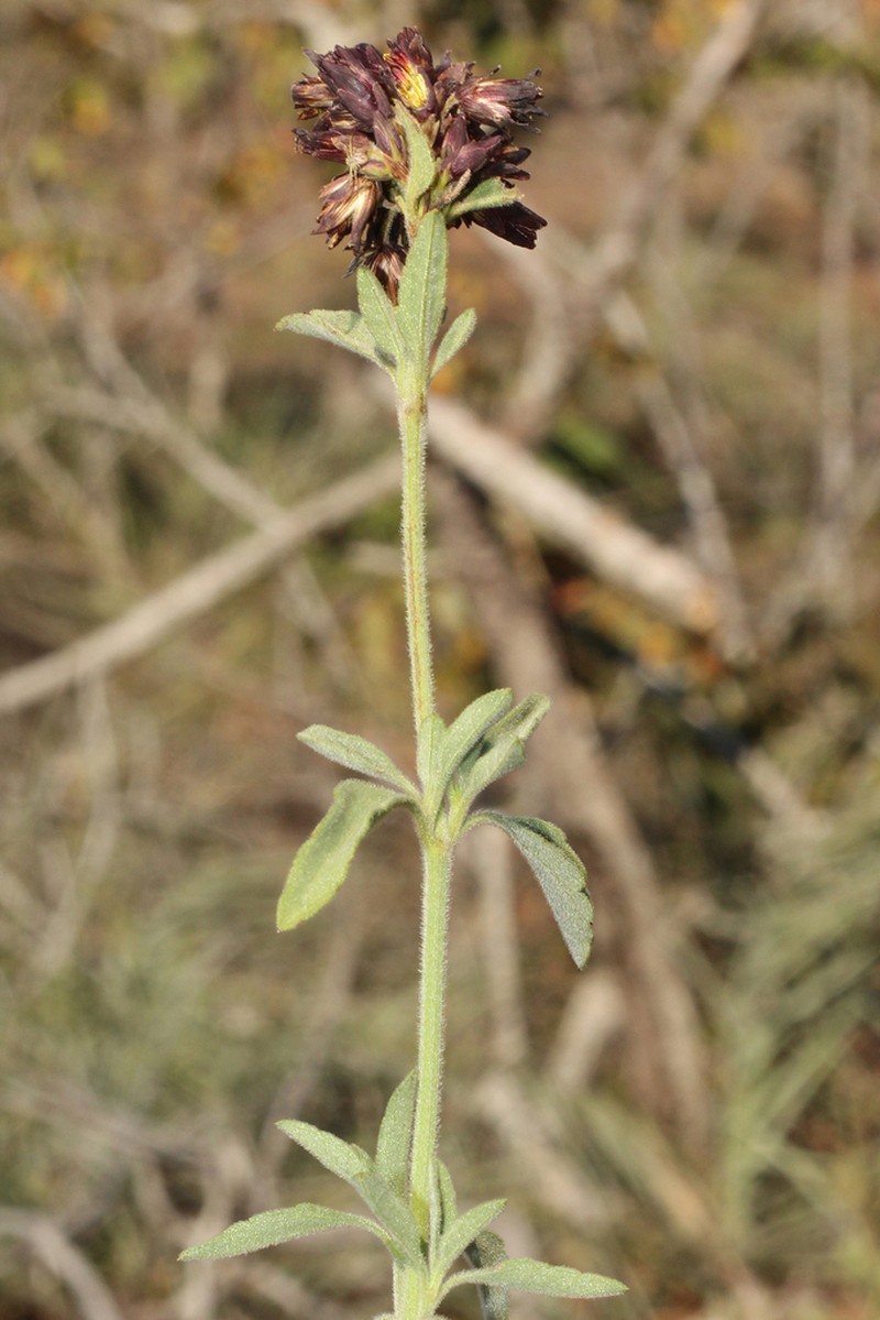 Calea dalyi