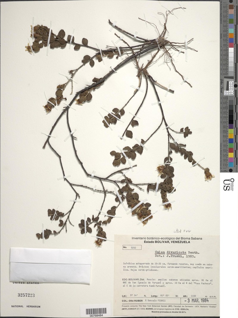 Calea divaricata