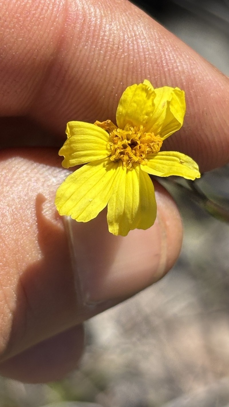 Calea elongata