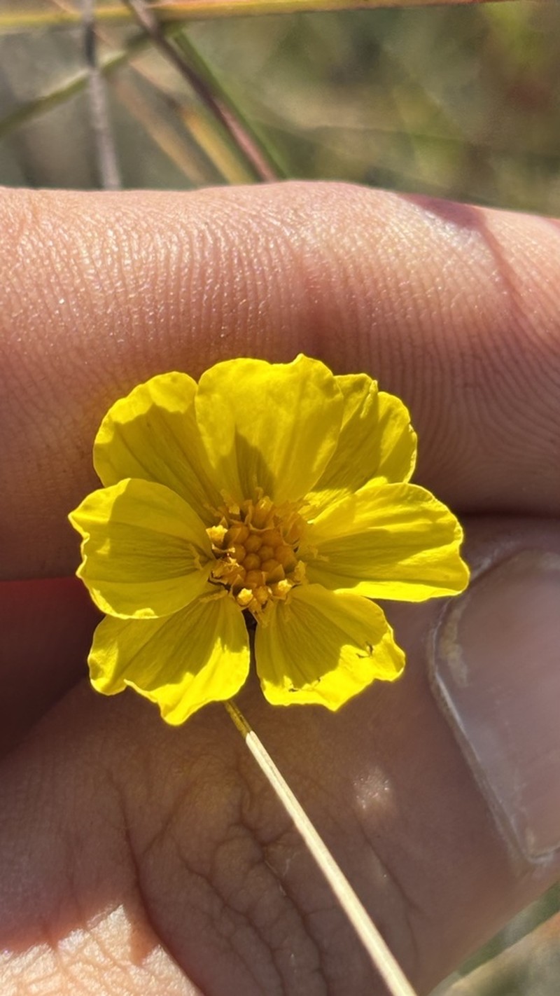 Calea elongata photo 3