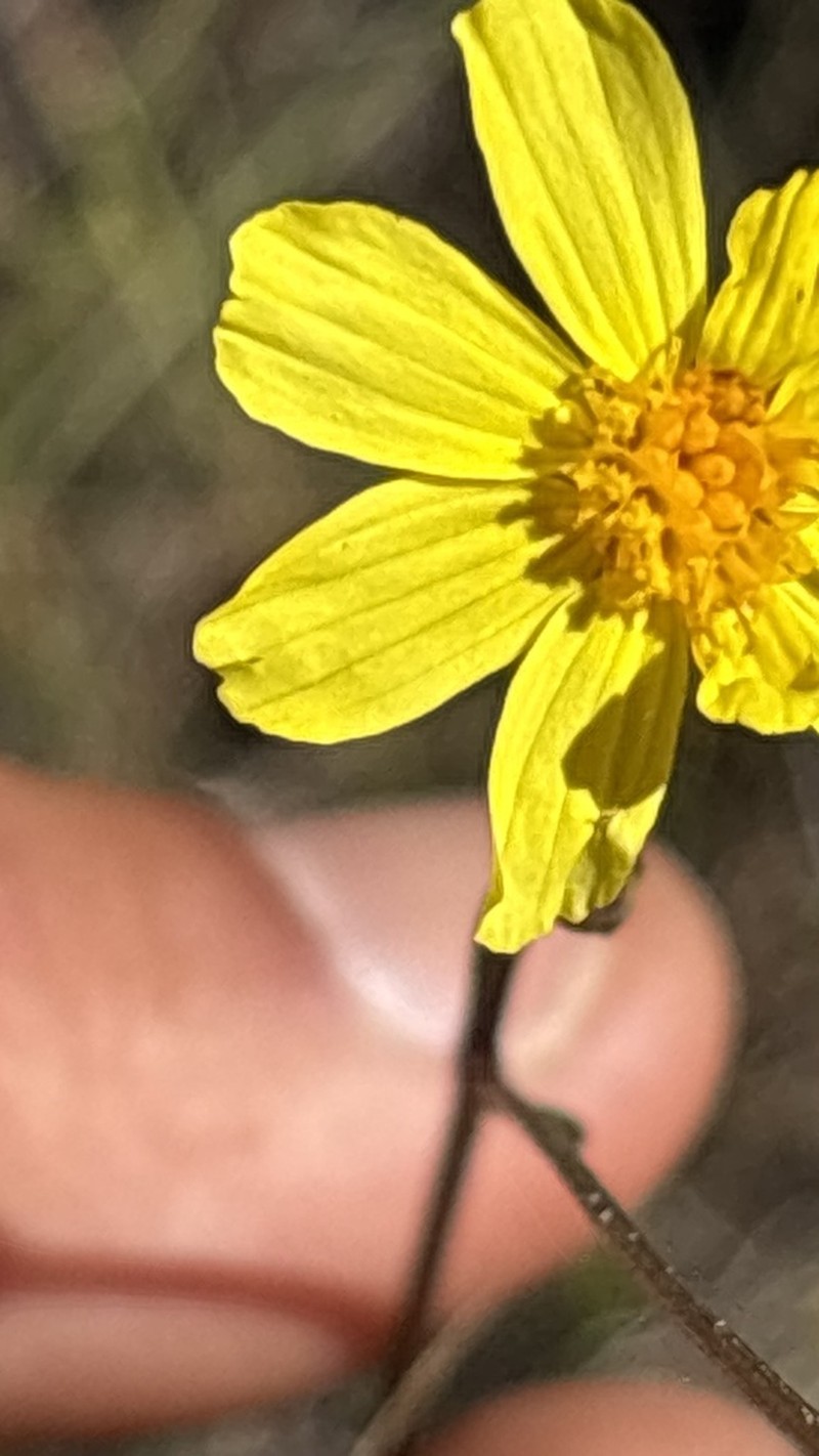 Calea elongata photo 4
