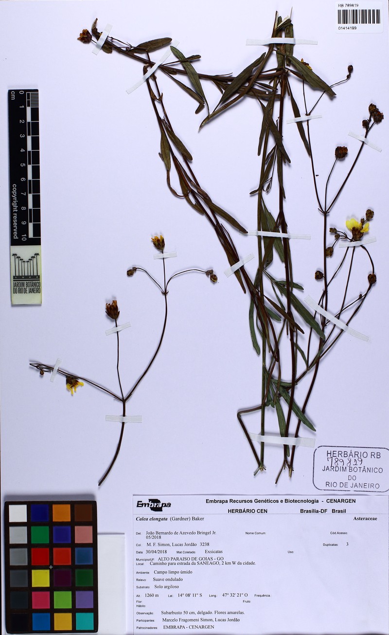 Calea elongata photo 6