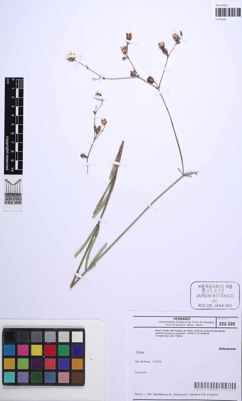 Calea elongata photo 7