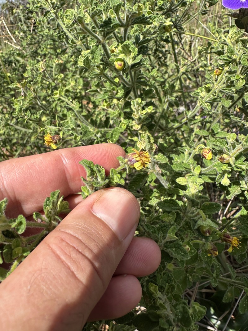 Calea ferruginea