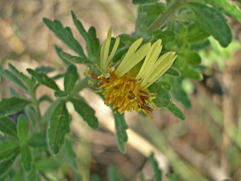Calea ferruginea photo 2
