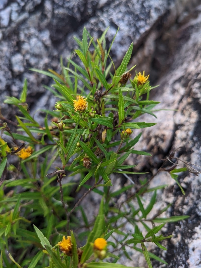 Calea fluviatilis photo 2
