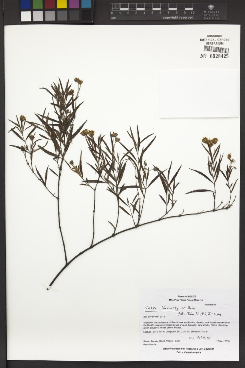 Calea fluviatilis photo 3