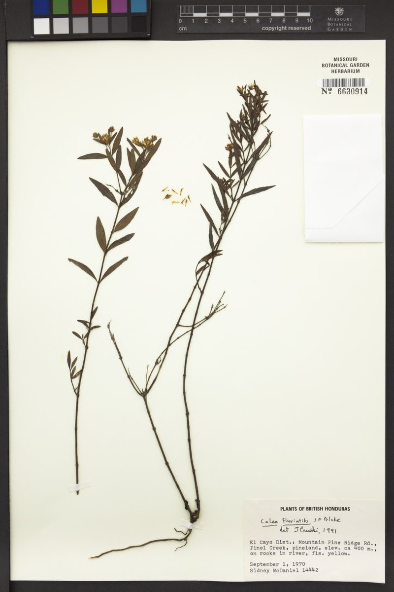 Calea fluviatilis photo 4