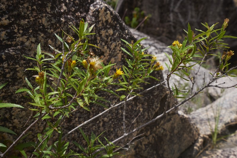 Calea fluviatilis