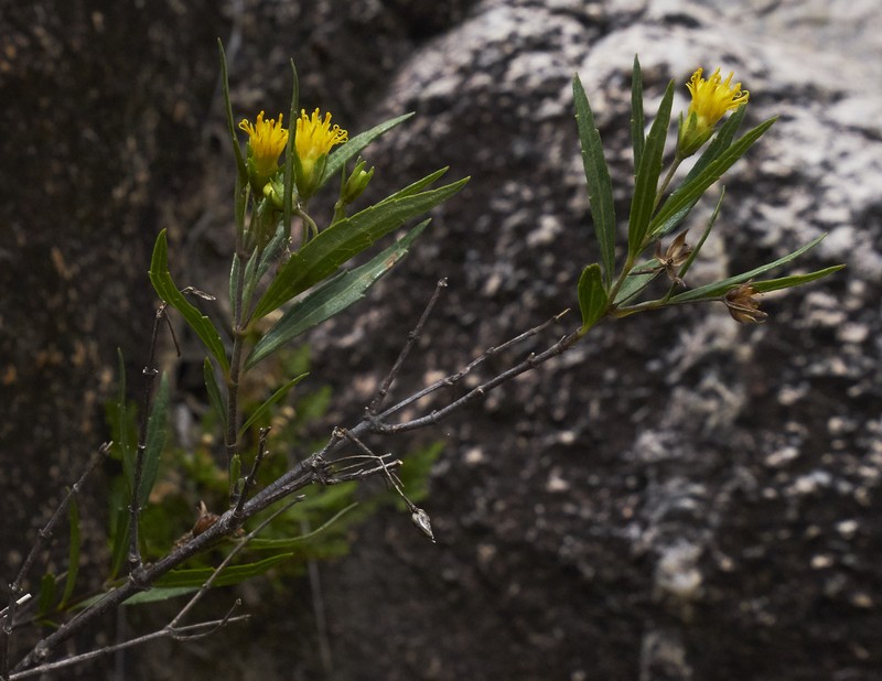 Calea fluviatilis photo 5