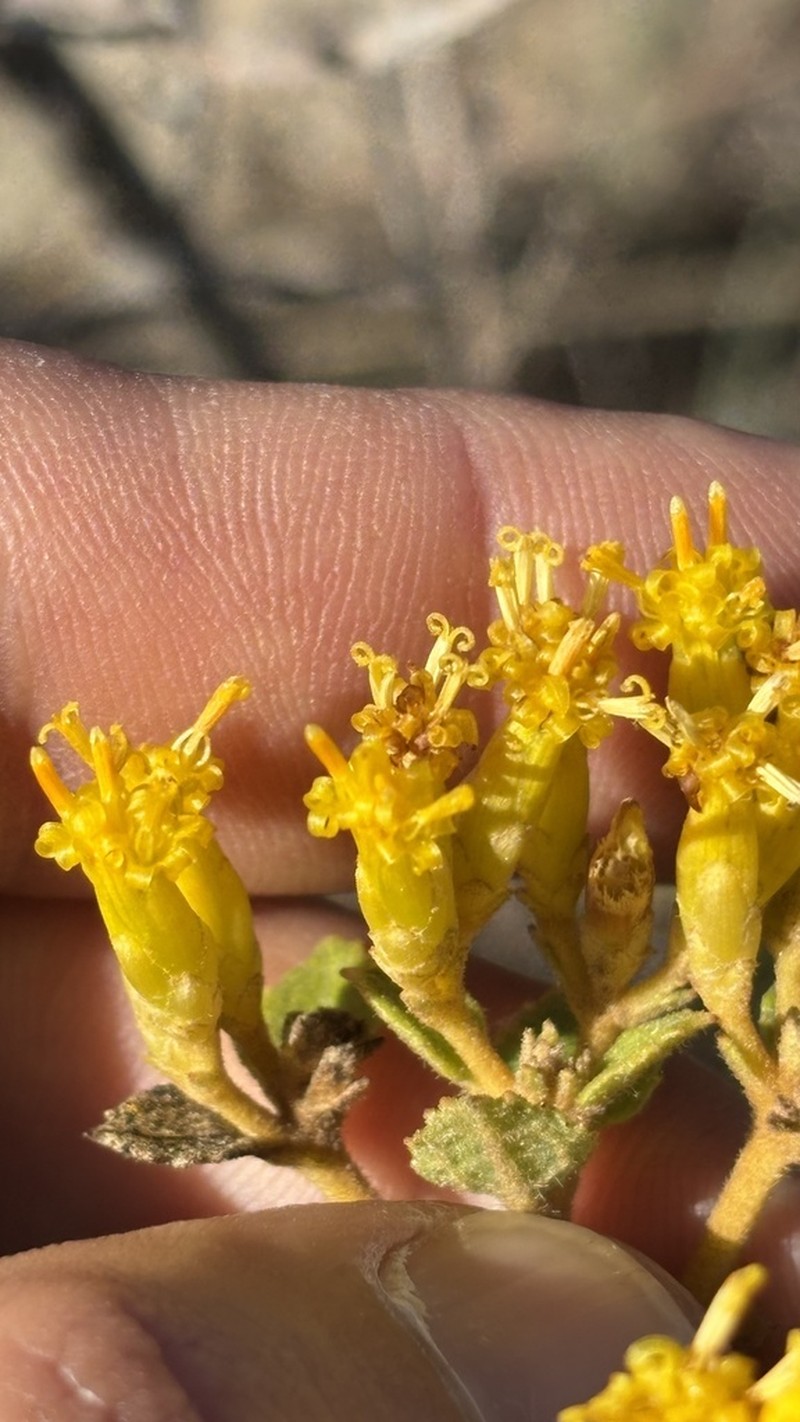 Calea fruticosa