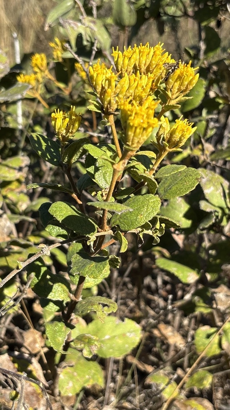 Calea fruticosa photo 2