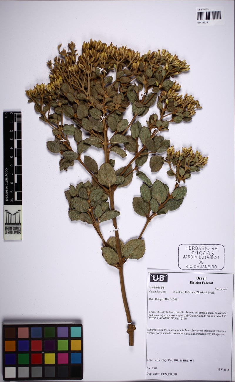 Calea fruticosa photo 4