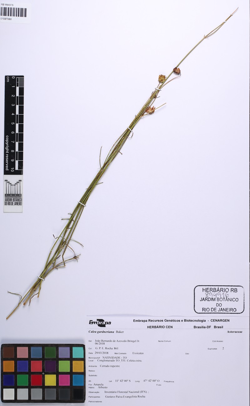 Calea gardneriana