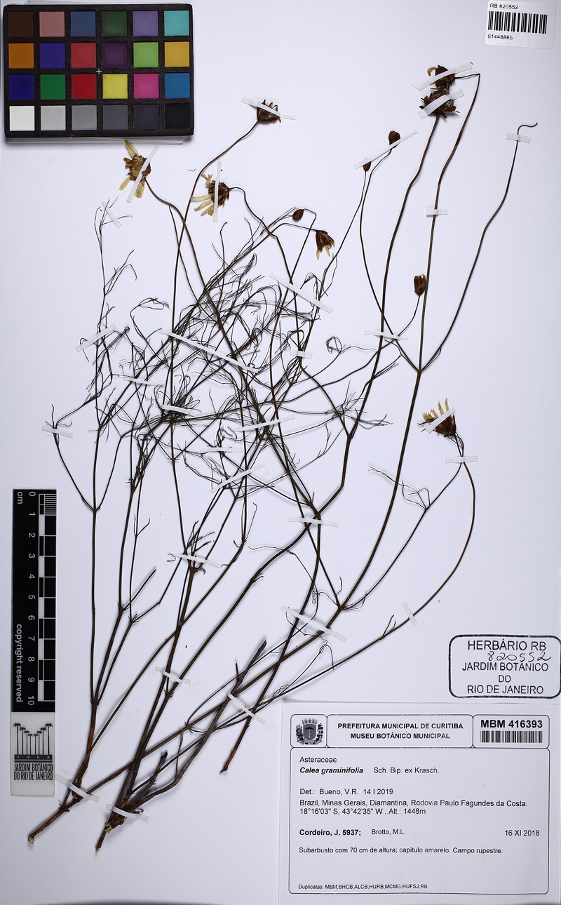 Calea graminifolia