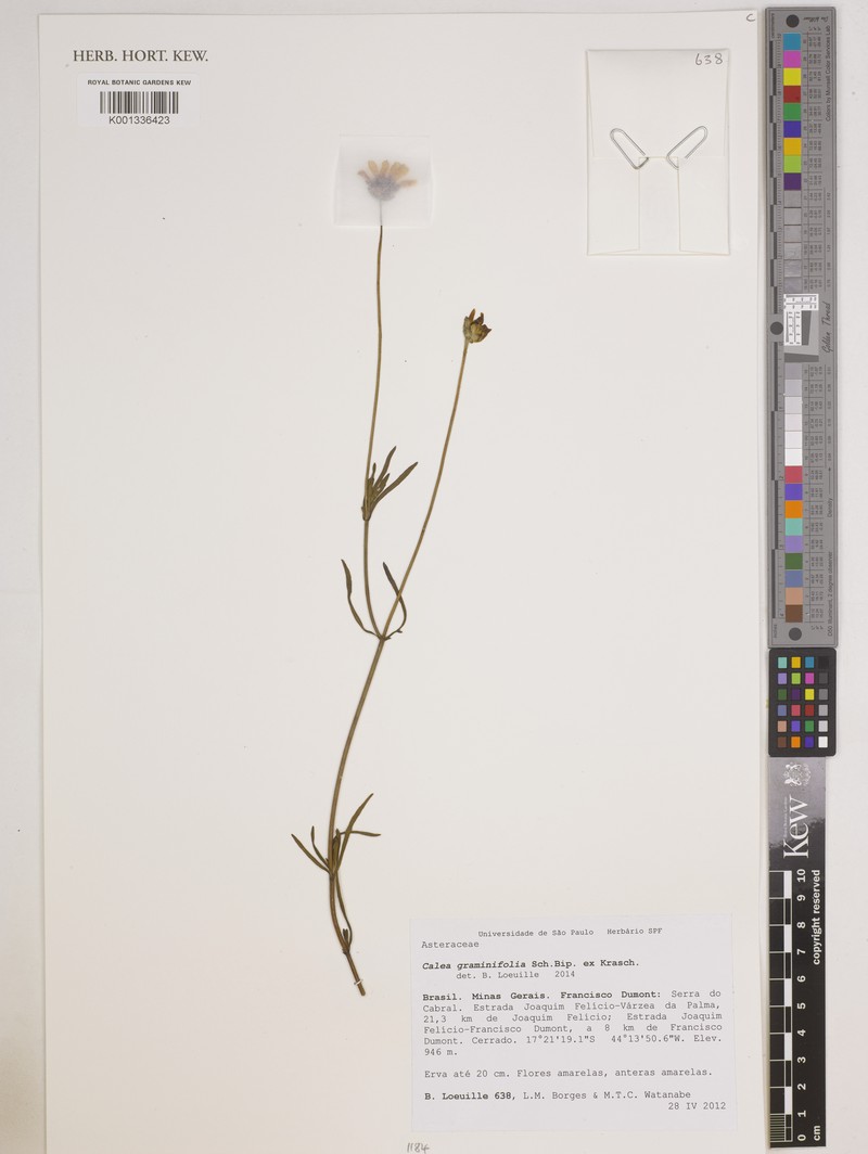 Calea graminifolia photo 2