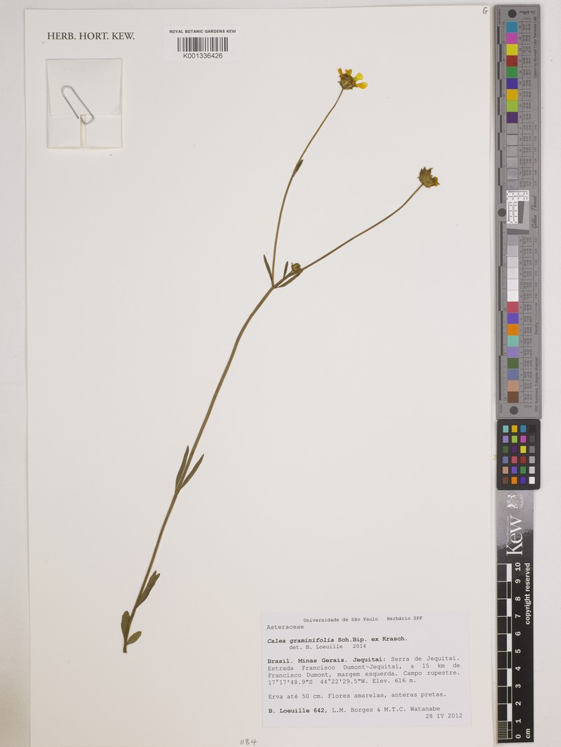 Calea graminifolia photo 3