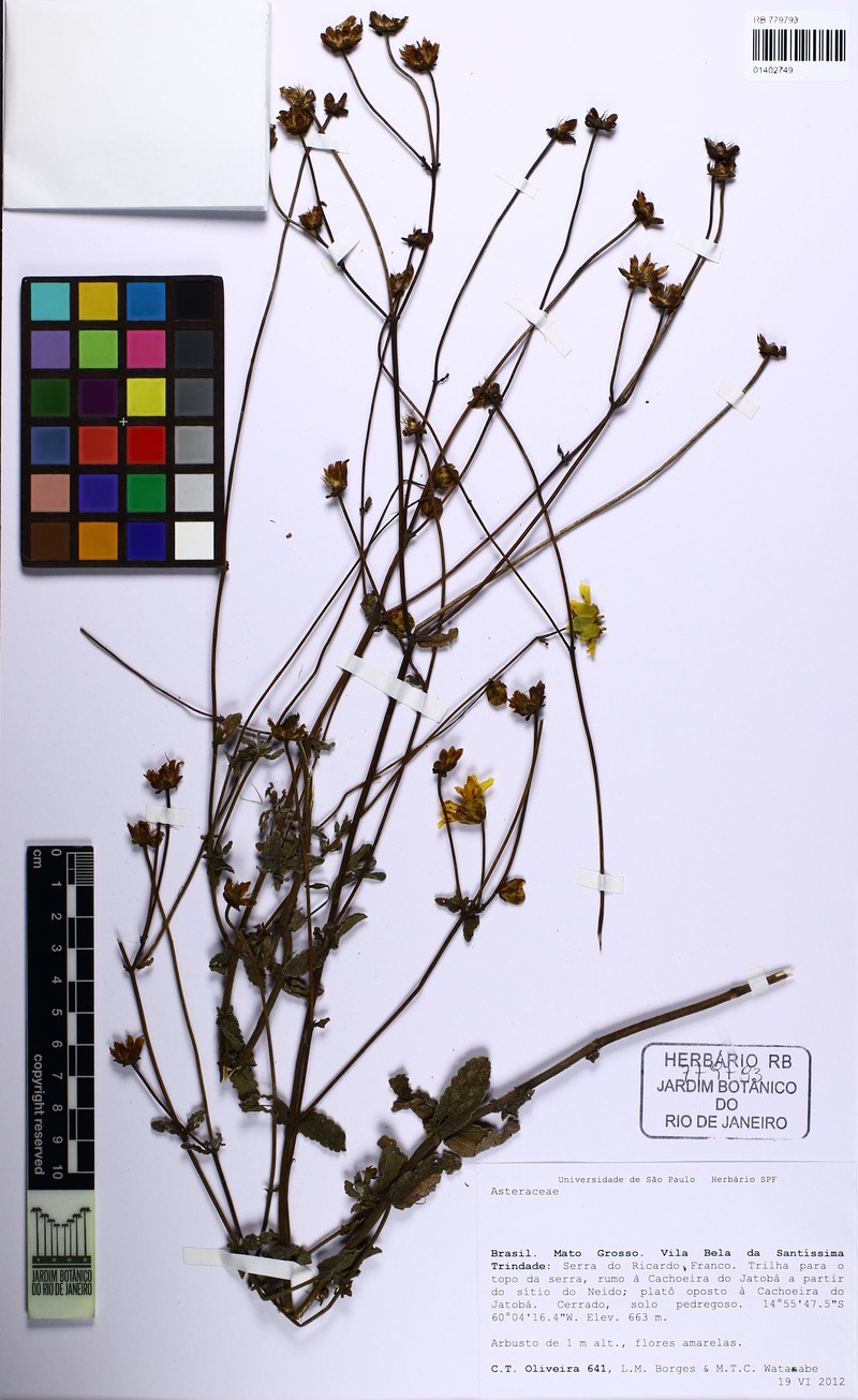 Calea graminifolia photo 4
