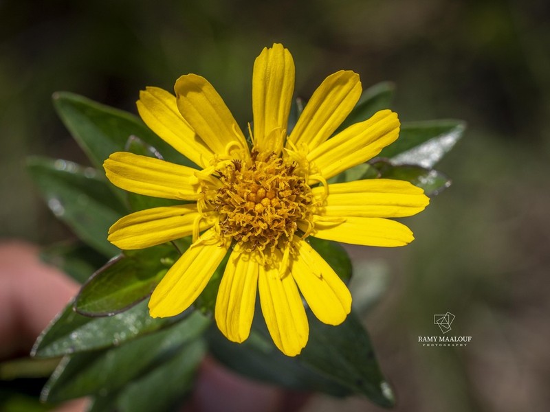 Calea grandiflora