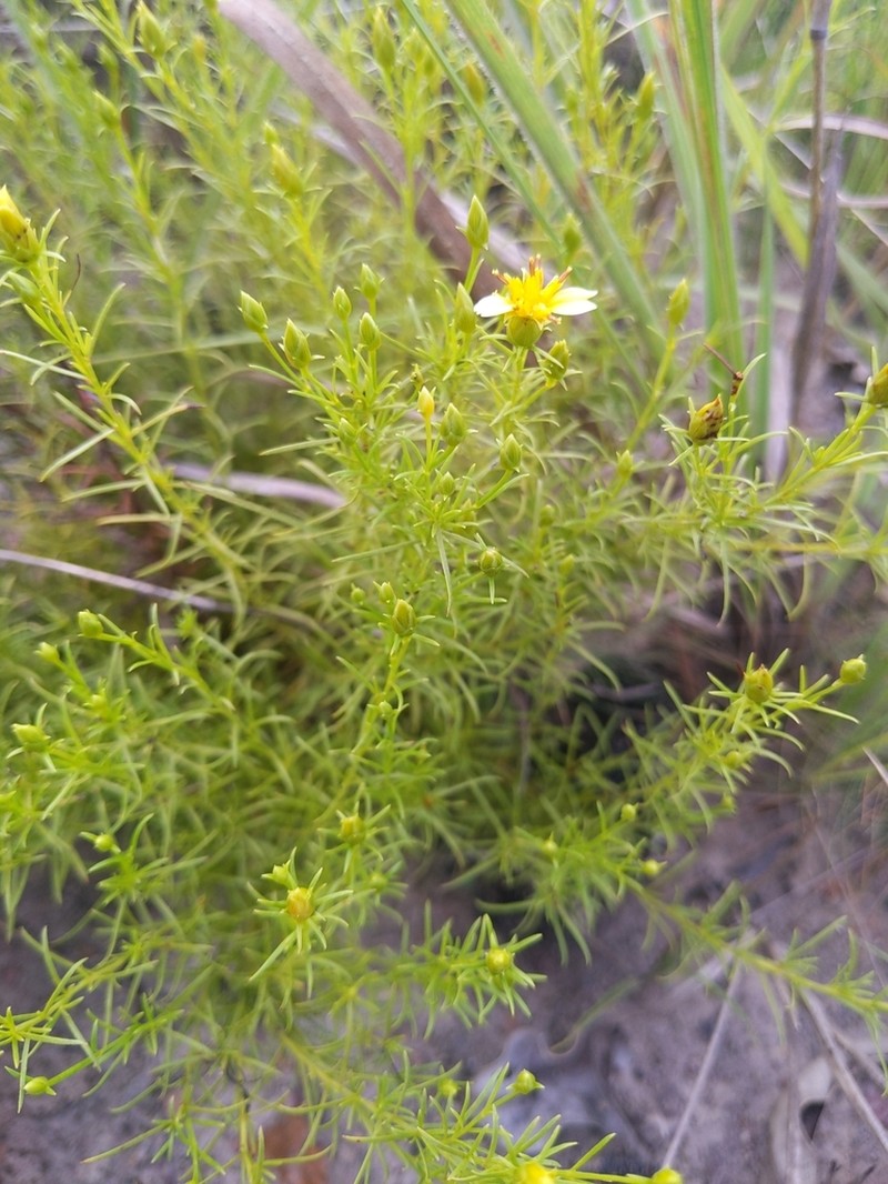 Calea hymenolepis