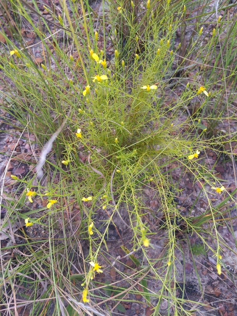 Calea hymenolepis photo 2