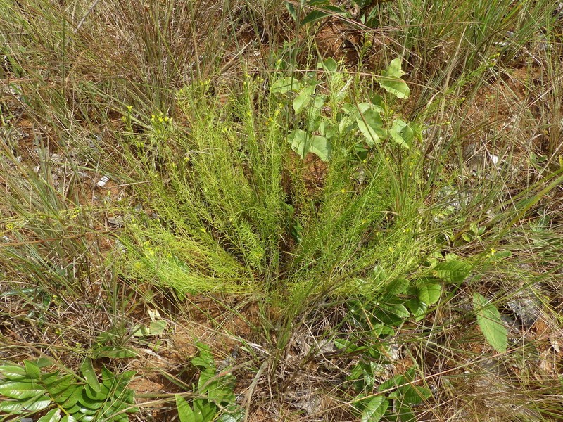 Calea hymenolepis photo 5
