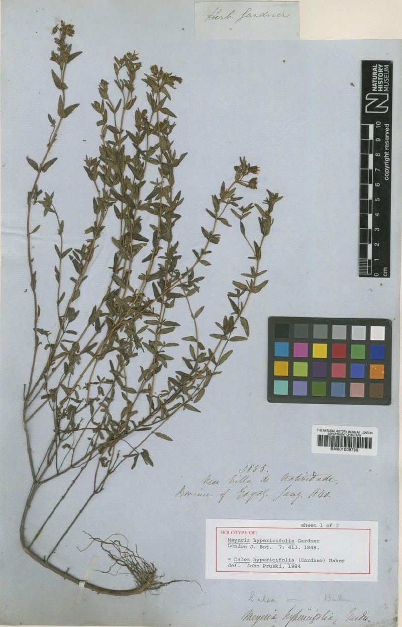 Calea hypericifolia