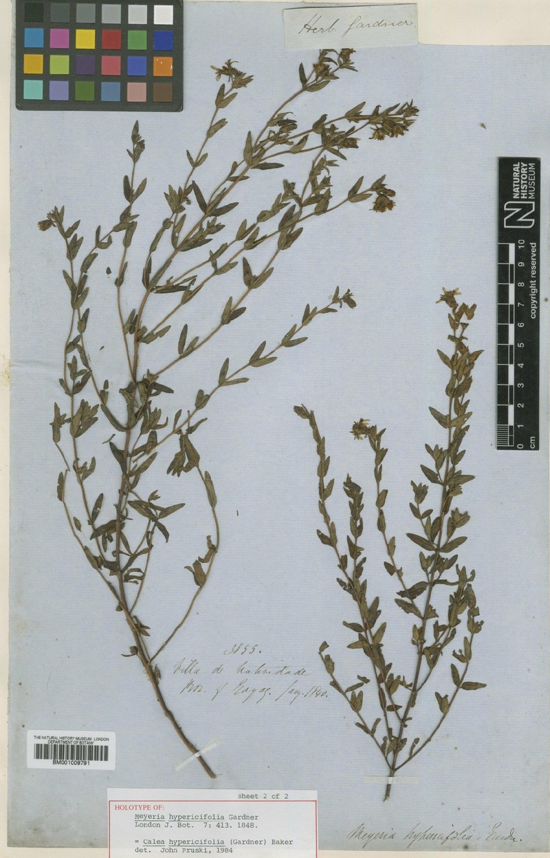 Calea hypericifolia photo 2