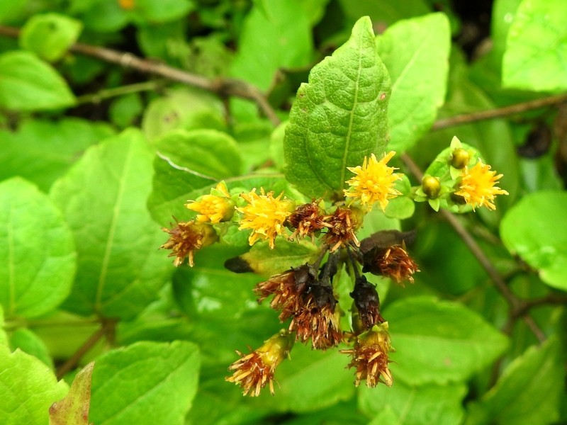 Calea jamaicensis