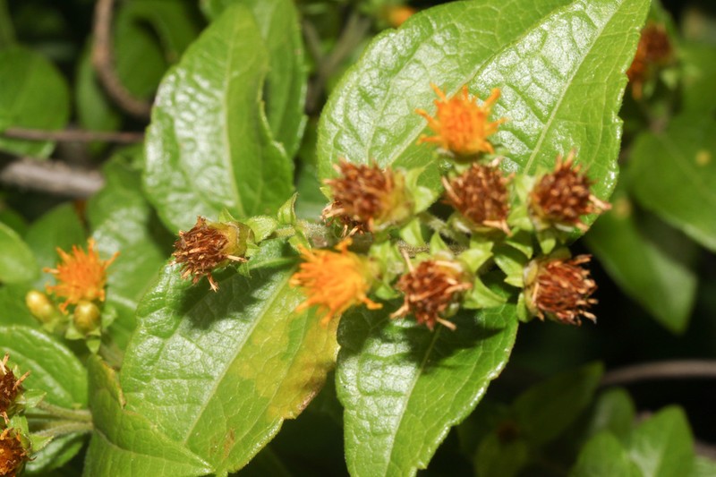 Calea jamaicensis photo 2