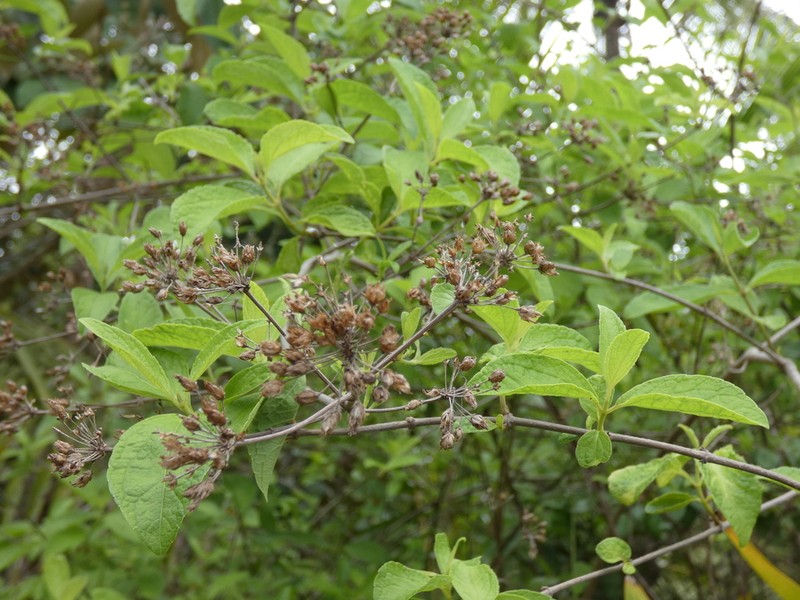 Calea jamaicensis photo 3
