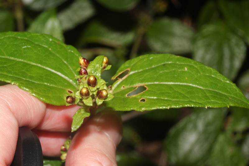 Calea jamaicensis photo 4