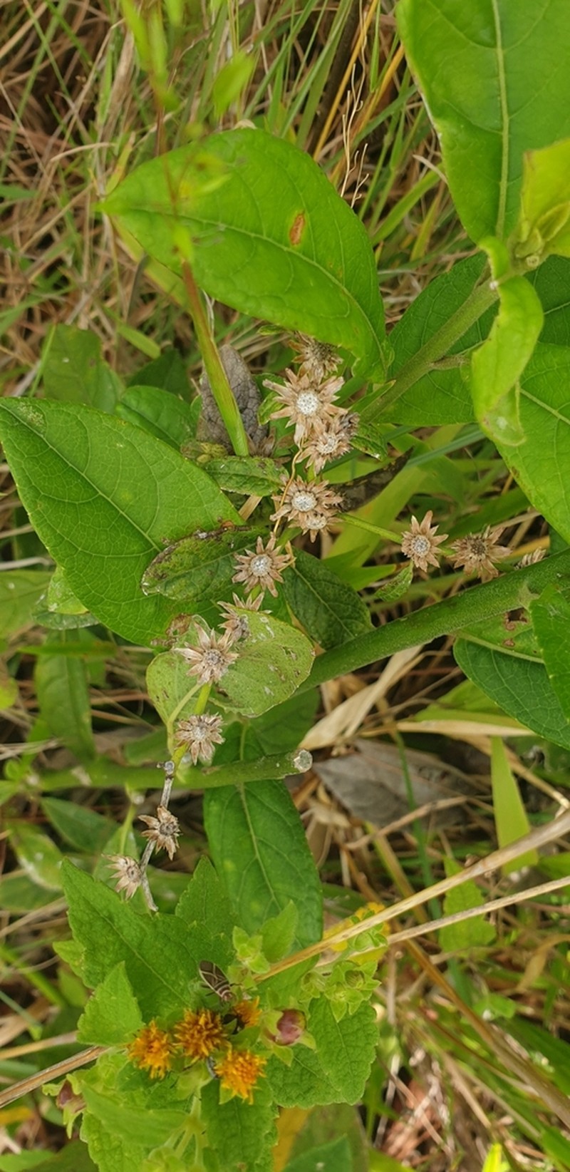 Calea jamaicensis photo 5